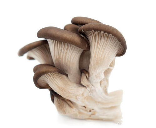 新鲜蘑菇怎么保存到冬天?，新鲜蘑菇怎么保存不长虫