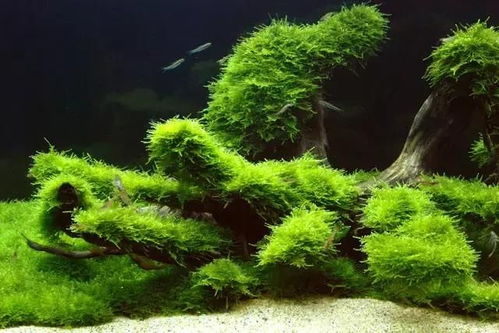 鱼缸里只有水,不用任何东西能生长的水草叫什么?