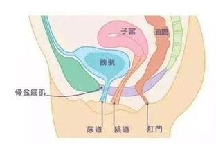 产后盆底肌检查方法,产后盆骨疼不能平躺