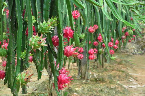 火龙果种植技术与管理，火龙果种植时间
