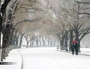 一月份上海下雪吗，上海下雪吗2020