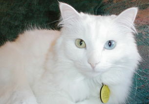安哥拉猫咪图片，安哥拉猫的特点