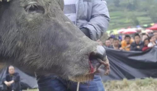 隔山打牛是什么意思，苗族打牛是什么意思