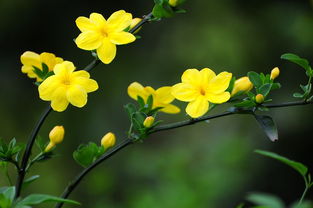 迎春花几月开