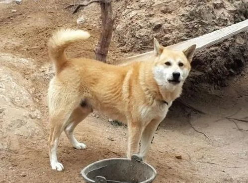 什么狗狗最好养?