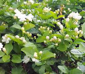 茉莉花养殖方法 盆栽，茉莉花养殖环境