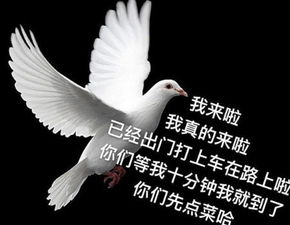 鸽王是什么梗
