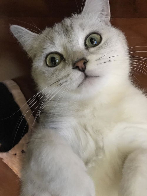 成猫是几个月，十大毒猫粮黑名单