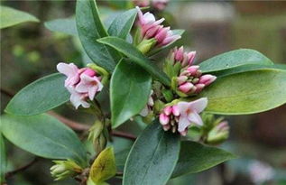 瑞香花要怎么养