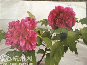 牡丹花王品种特点，牡丹花王图片高清大图