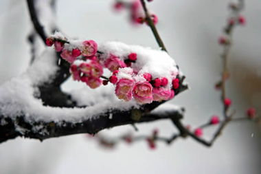 梅花树结果子吗