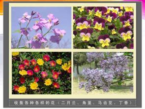 各种各样的花用什么成语形容，各种各样的花教案