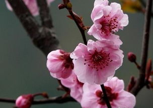 梅花结果吗图片，梅花开过结果吗