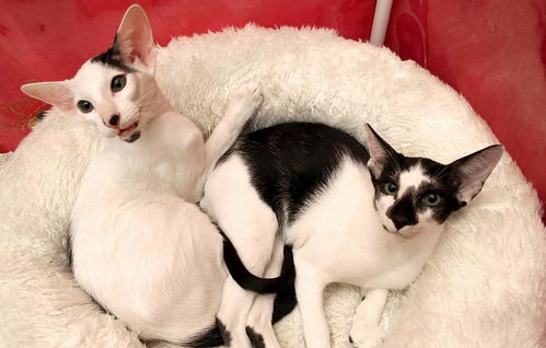 适合家养掉毛少的猫，掉毛少的猫猫品种