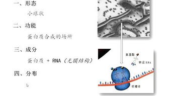 分工明确各司其职的意思