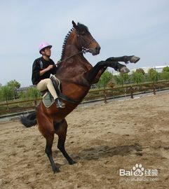 骑马算是户外运动吗? 骑马要注意些什么?