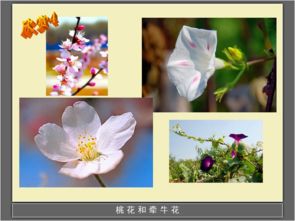 各种各样的花有哪些?(两个字的)