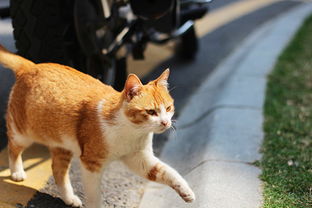 十大最不掉毛猫排名