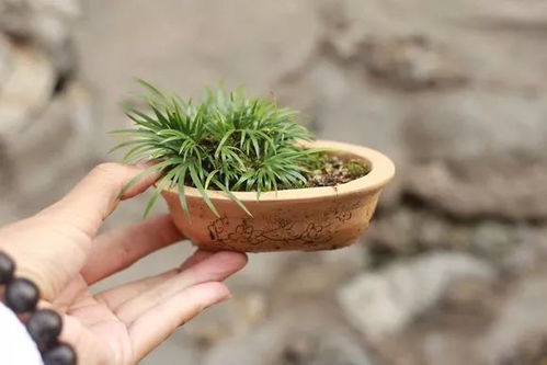 九节风可以当茶叶喝吗