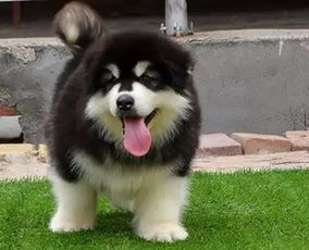 纯种阿拉斯加雪橇犬幼犬图片，纯种阿拉斯加雪橇犬幼犬出售