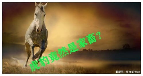罴是什么意思