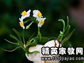 形容花草的优美句子，赞美花的词语
