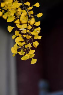 苍什么挺拔的意思，苍劲挺拔是什么意思
