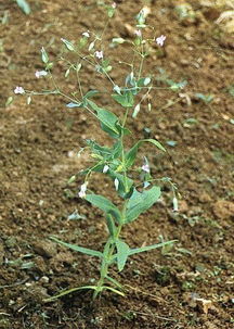 王不留行(麦蓝菜)有哪些特征?