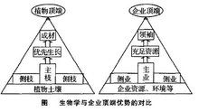 解释顶端优势形成的原因。