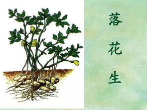 《落花生》作者是?
