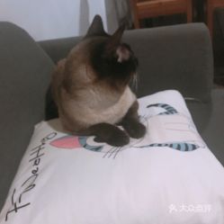 张小年是不是变道十人，张小喵是谁