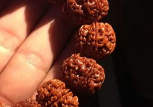 金刚菩提几瓣的最好