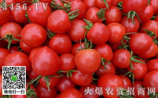 圣女果种植时间和方法