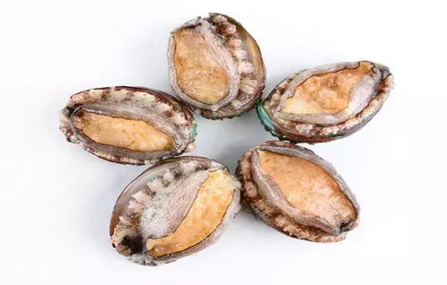鲍鱼壳煮水喝有什么功效?