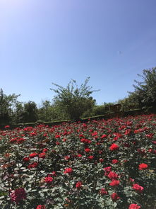 新都区漫花庄园门票多少钱