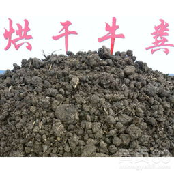 牛粪发酵用什么菌，牛粪发酵需要多久