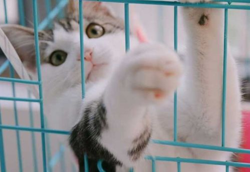 男孩养猫好吗，小孩养猫好吗