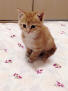 虎纹猫和狸花猫，虎斑猫千万不能养