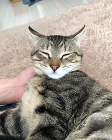 猫飞机耳是什么样子