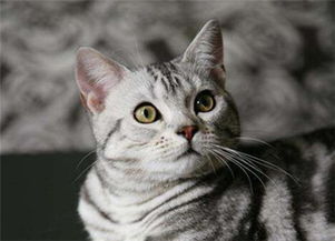 虎纹猫和蓝猫会生出蓝猫吗?