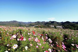 北京藏着一片花海大草原,被称为京郊小塞外,免费人少风景美
