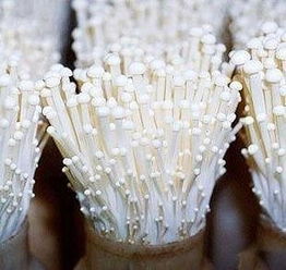 黄金针菇和白金针菇的区别是什么?