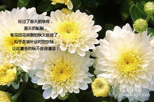 描写菊花样子的句子