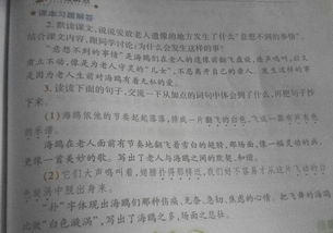 老人与海鸥的的主要内容