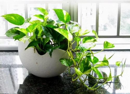 这是什么植物?