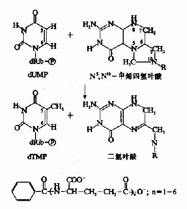 脱氧核糖核苷酸有几种，脱氧核糖核苷酸生成方式主要是