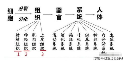 哪些器官属于间叶组织