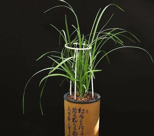 兰花上盆后多久浇水冬天，兰花上盆后多久施肥