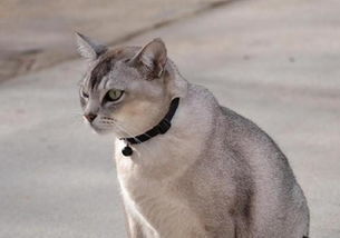 养猫好不好
