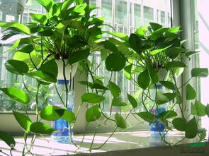 绿萝图片 盆栽，植物绿萝图片